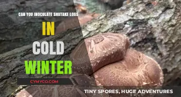 Winter Inoculation: Can Shiitake Logs Thrive in Cold Temps?