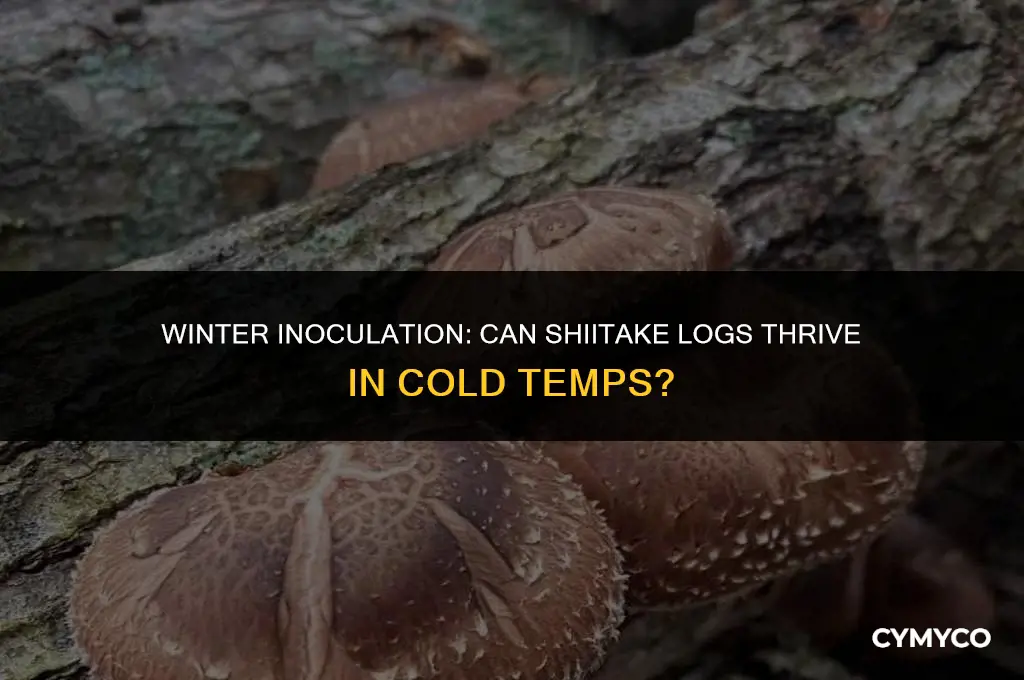can you inoculate shiitake logs in cold winter