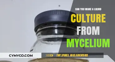 Cultivating Liquid Mycelium: A Step-by-Step Guide for Beginners