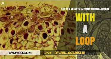 Observing Ectomycorrhizal Hyphae: Can a Hand Lens Reveal Their Structure?