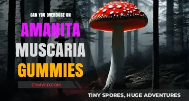 Exploring the Risks: Amanita Muscaria Gummies Overdose Potential