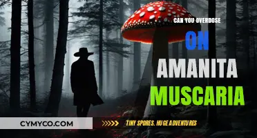 Exploring the Limits: Amanita Muscaria Overdose Potential Revealed