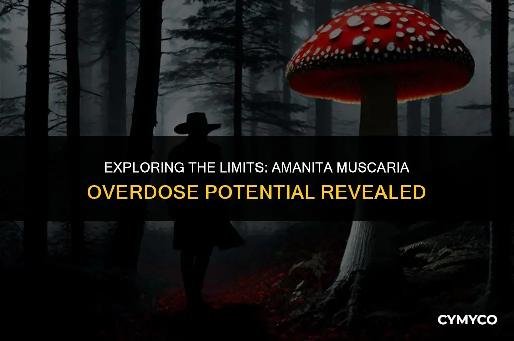 can you overdose on amanita muscaria