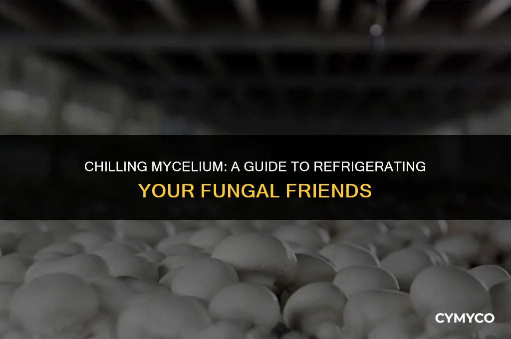 can you put mycelium in the fridge