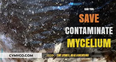 Salvaging Contaminated Mycelium: Tips and Tricks for Mushroom Growers