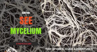 Exploring the Hidden Network: Can You See Mycelium?
