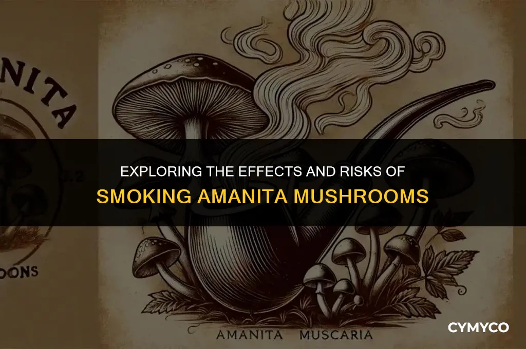 can you smoke amanita