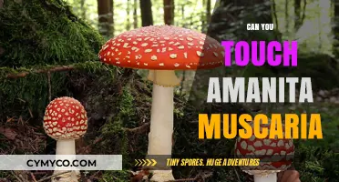 Exploring the Toxicity: Is Amanita Muscaria Safe to Touch?