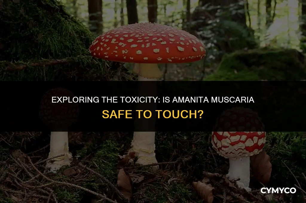 can you touch amanita muscaria