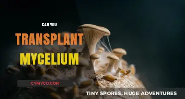 Exploring Mycelium Transplantation: A Guide to Fungal Propagation