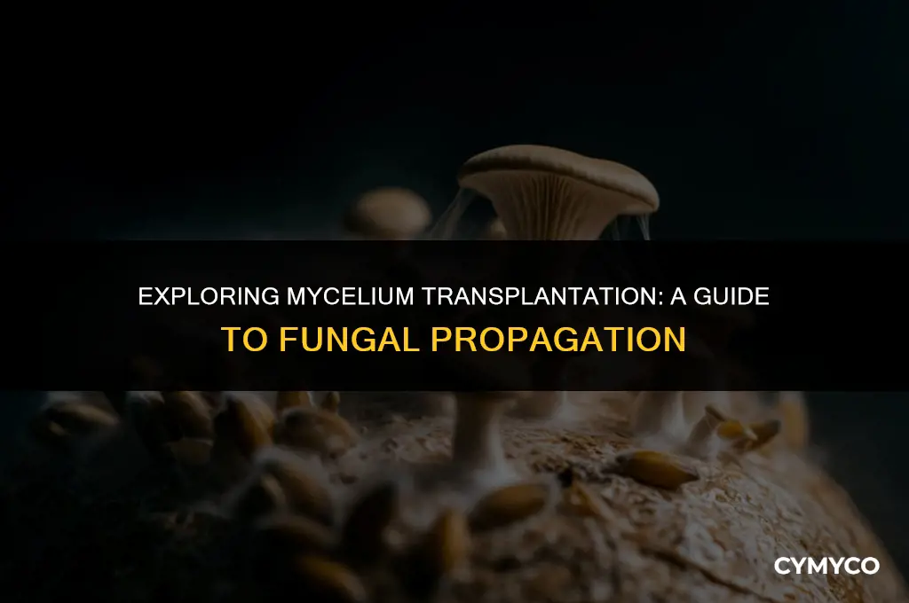can you transplant mycelium