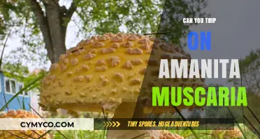 Exploring the Hallucinogenic Effects of Amanita Muscaria: A Journey Through the Mind