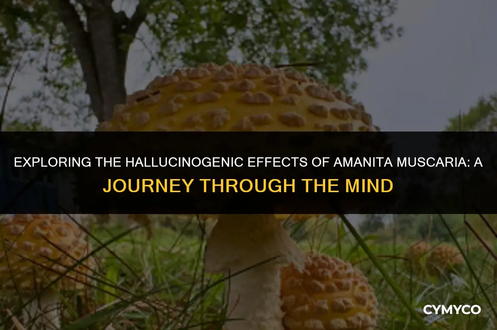 can you trip on amanita muscaria