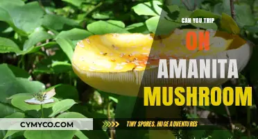 Exploring the Hallucinogenic Effects of Amanita Mushrooms: A Comprehensive Guide