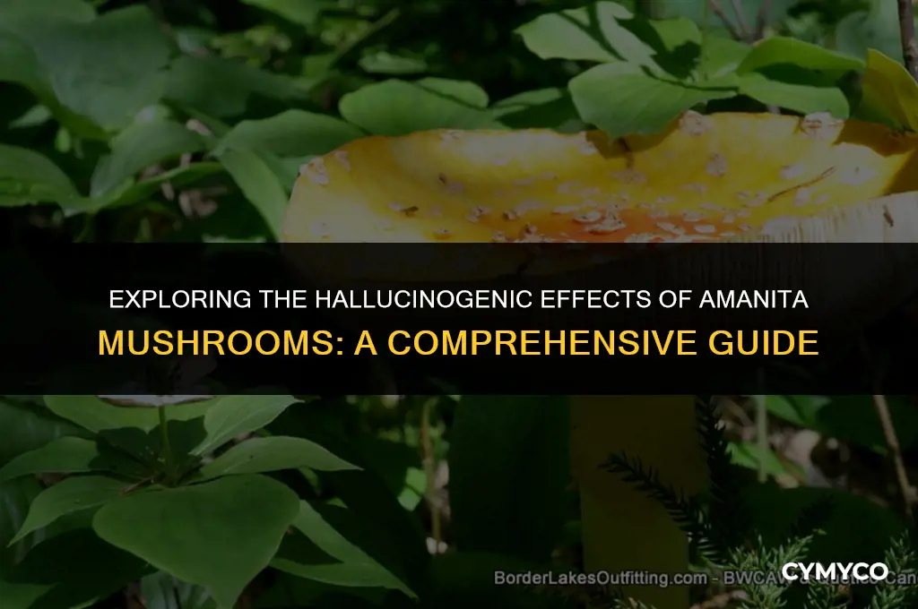 can you trip on amanita mushrooms