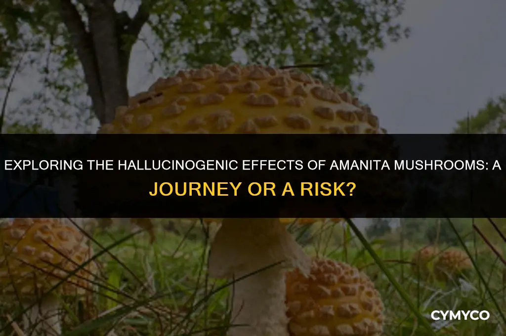 can you trip on amanita