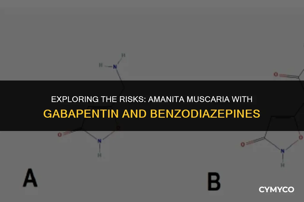 can you use amanita muscaria on gabapentin and benzo