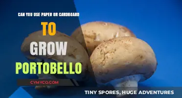 Eco-Friendly Gardening: Cultivating Portobello Mushrooms on Paper or Cardboard