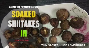 Reusing Shiitake Soaking Water: A Sustainable Kitchen Practice