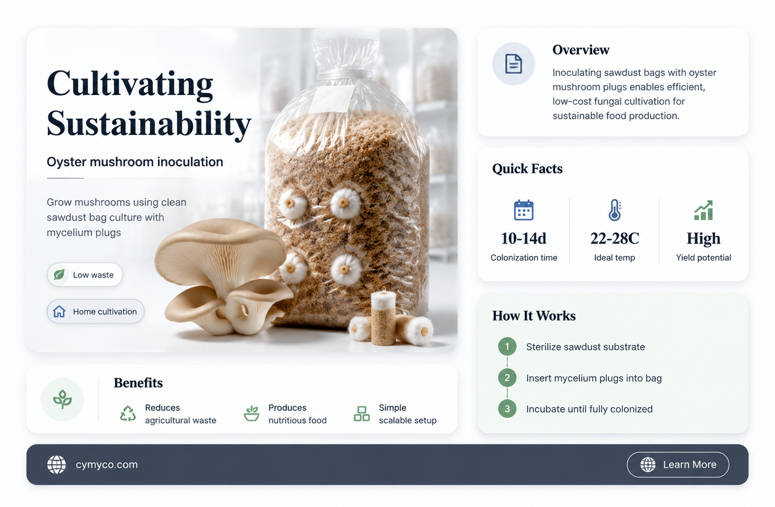how to innoculate sawdust bags using oyster mushroom mycelium plugs
