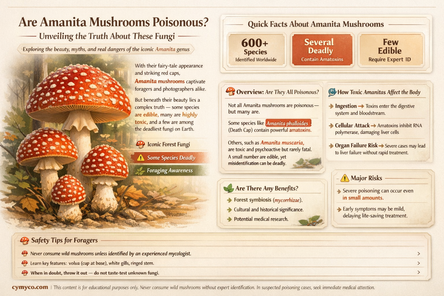 are amanita mushrooms poisonous