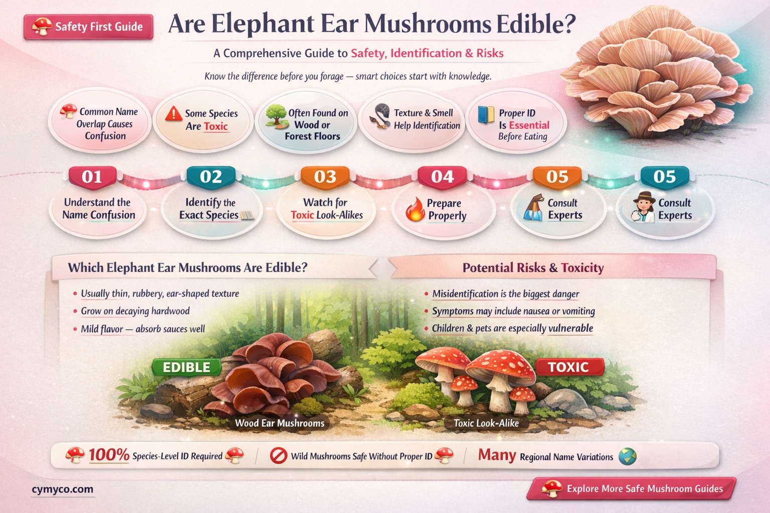 are elephant ear mushrooms edible