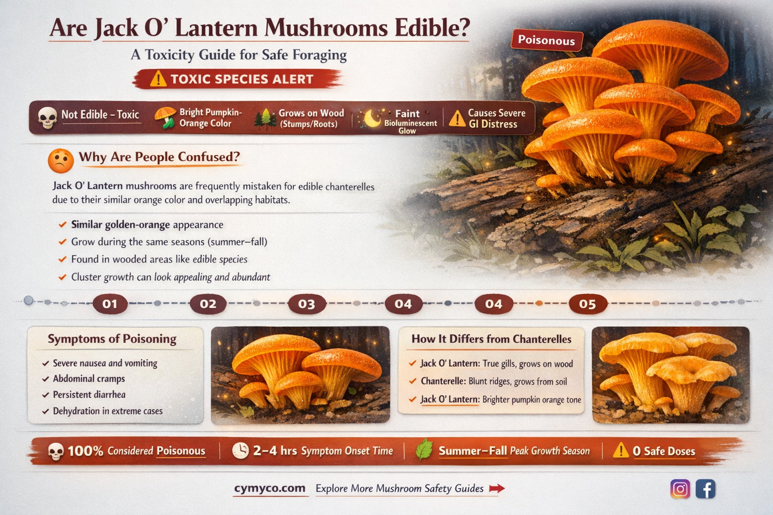 are jack o lantern mushrooms edible