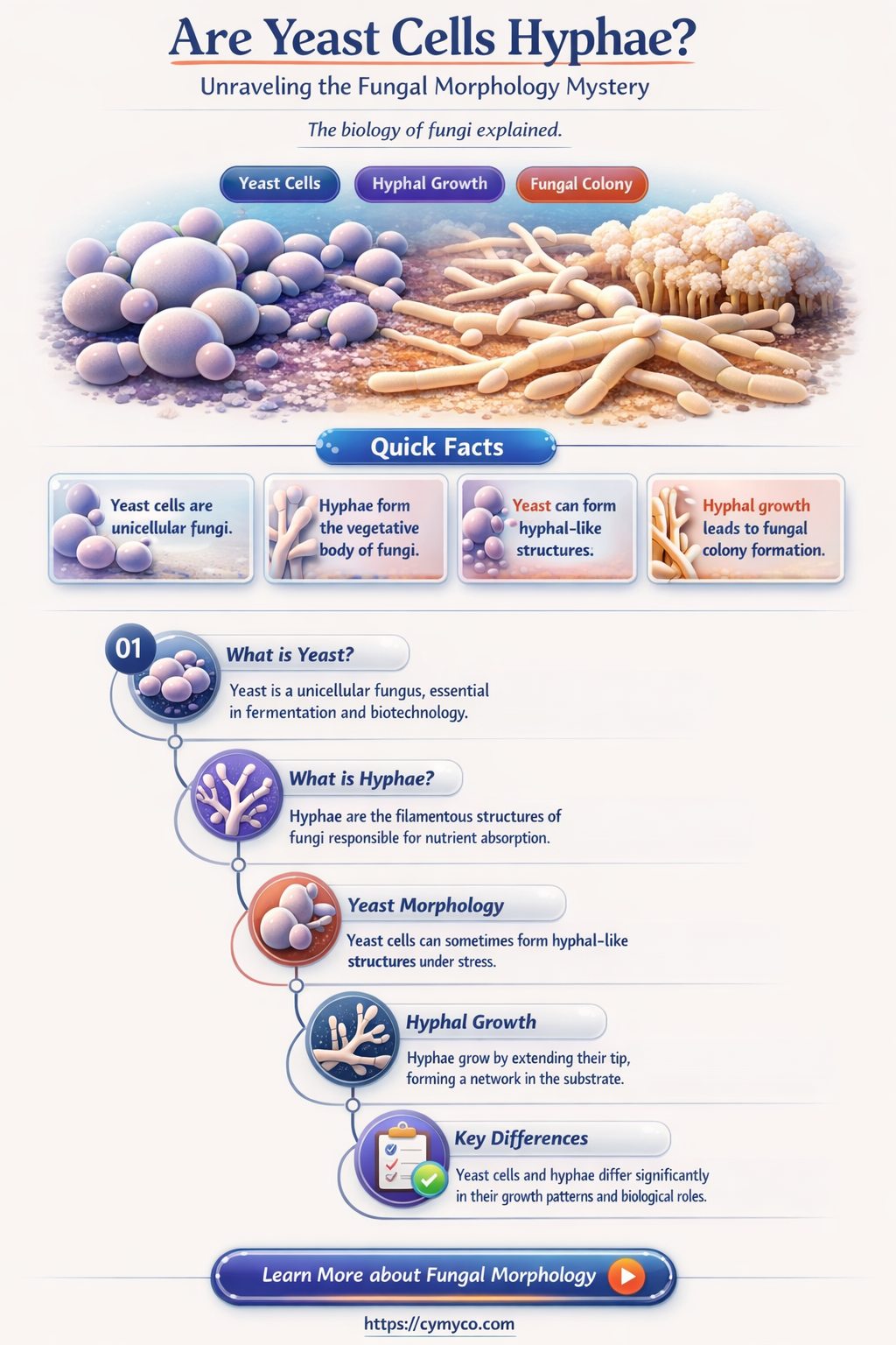 are yeast cells hyphae