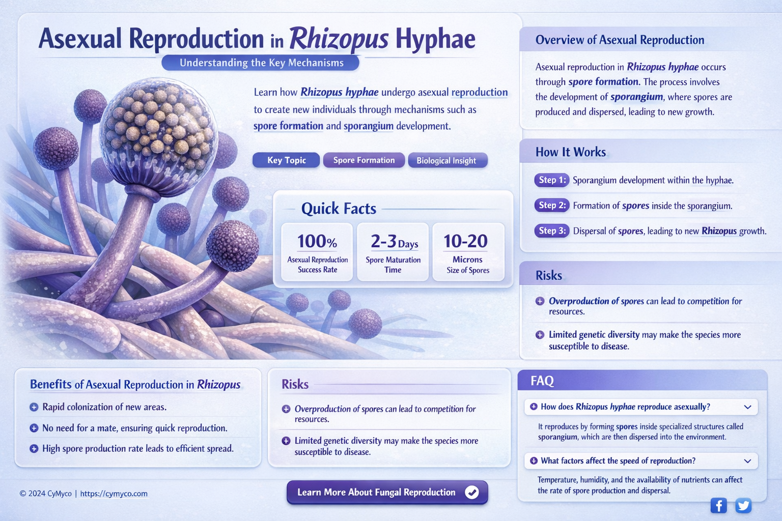 can rhizopus hyphae reproduce asexually