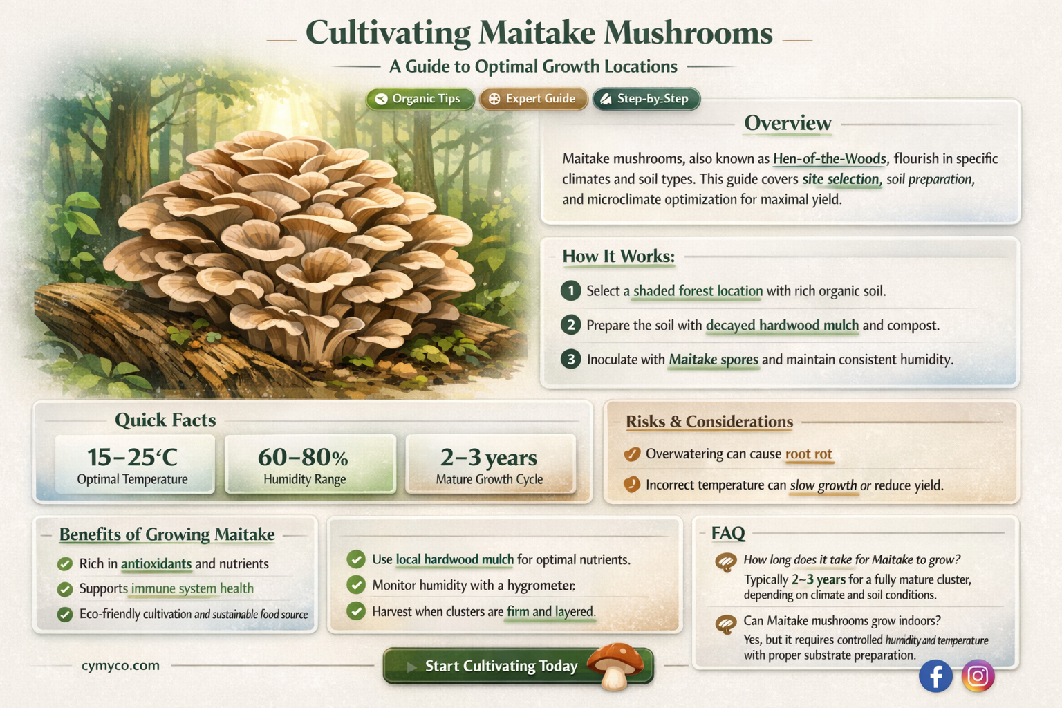 how to get maitake to grow where you want