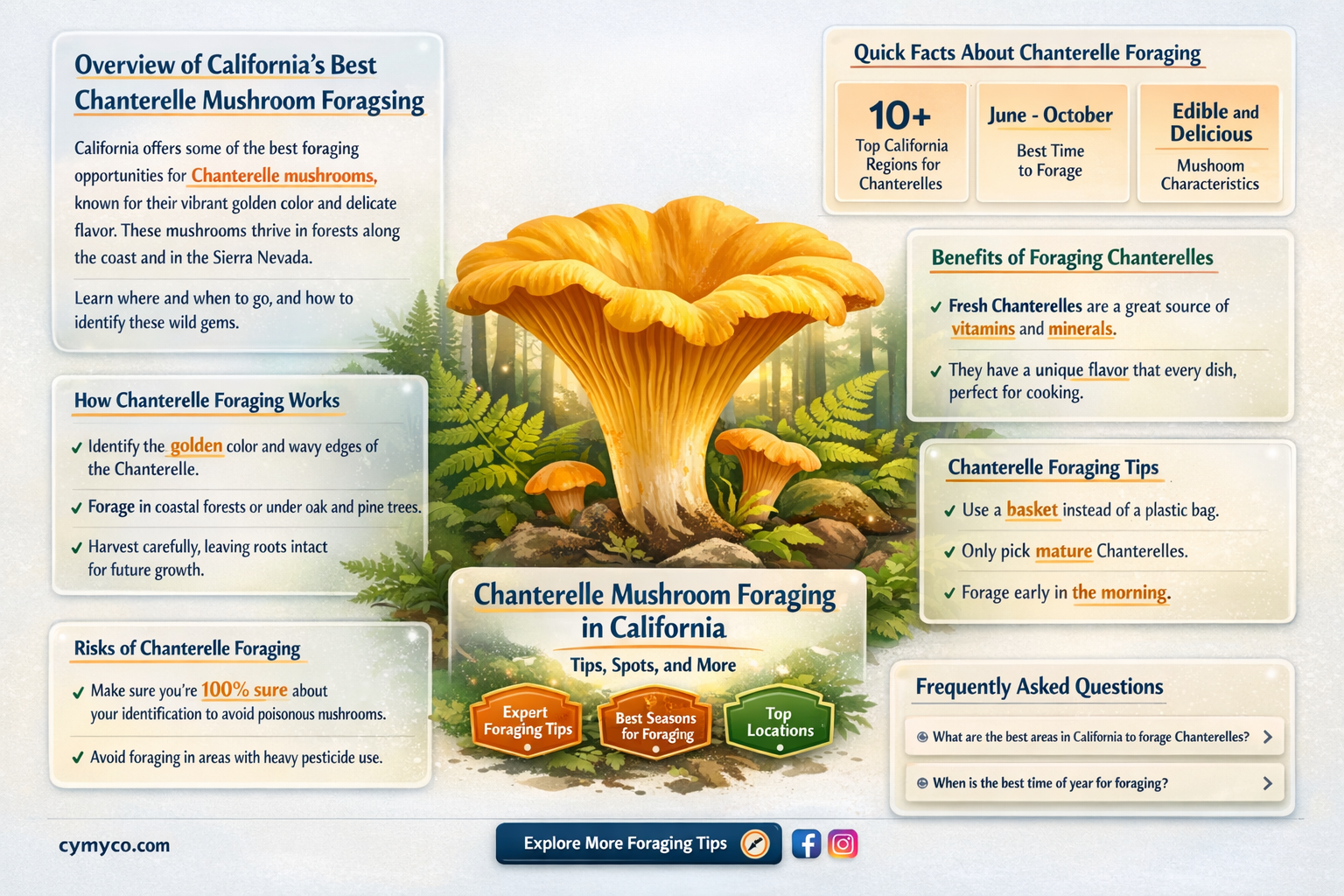 where to find chanterelle mushrooms in california