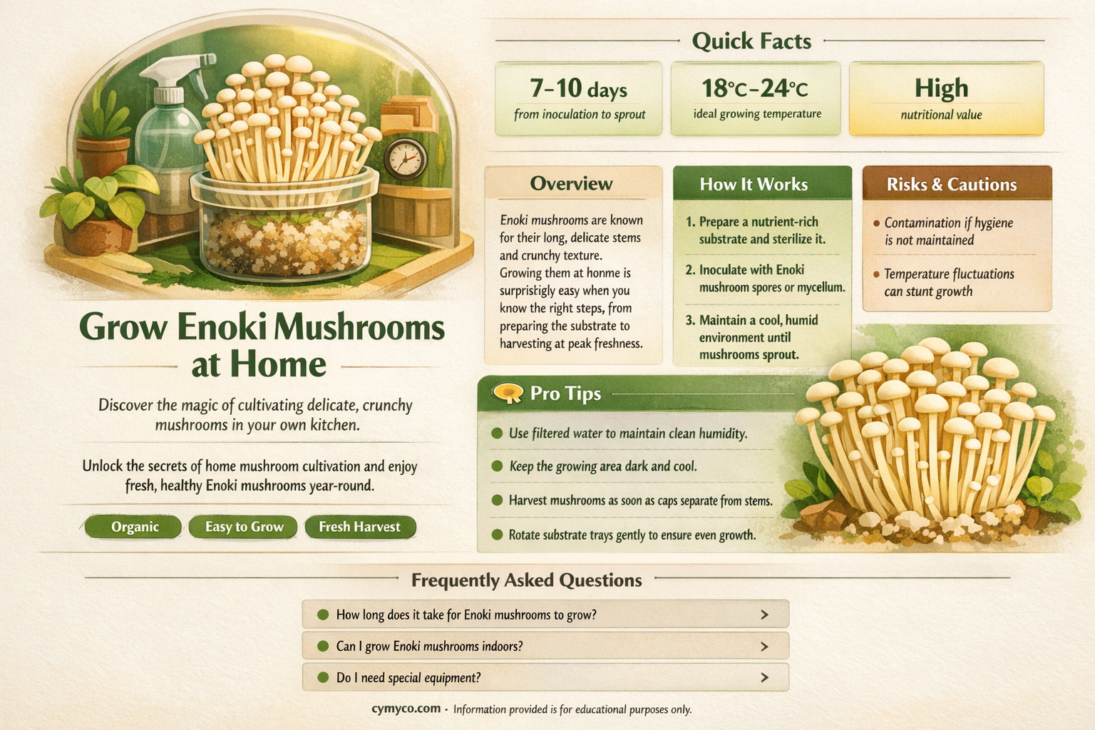 how to get enoki mushrooms