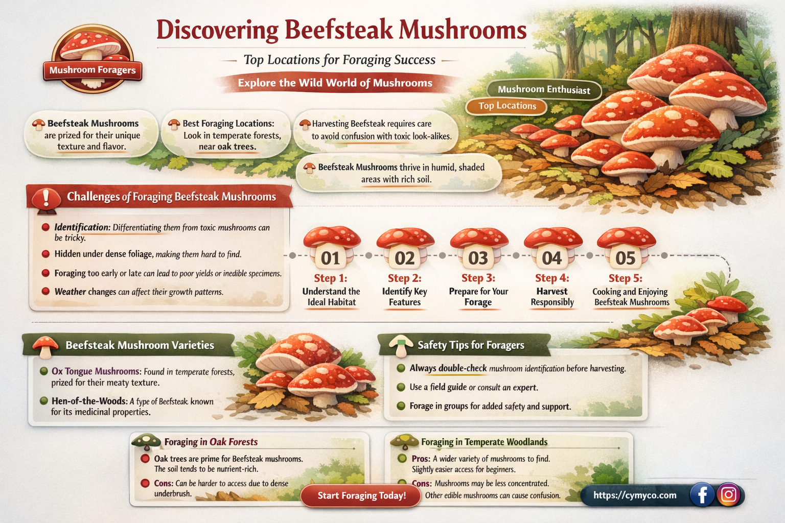 where to find beefsteak mushrooms