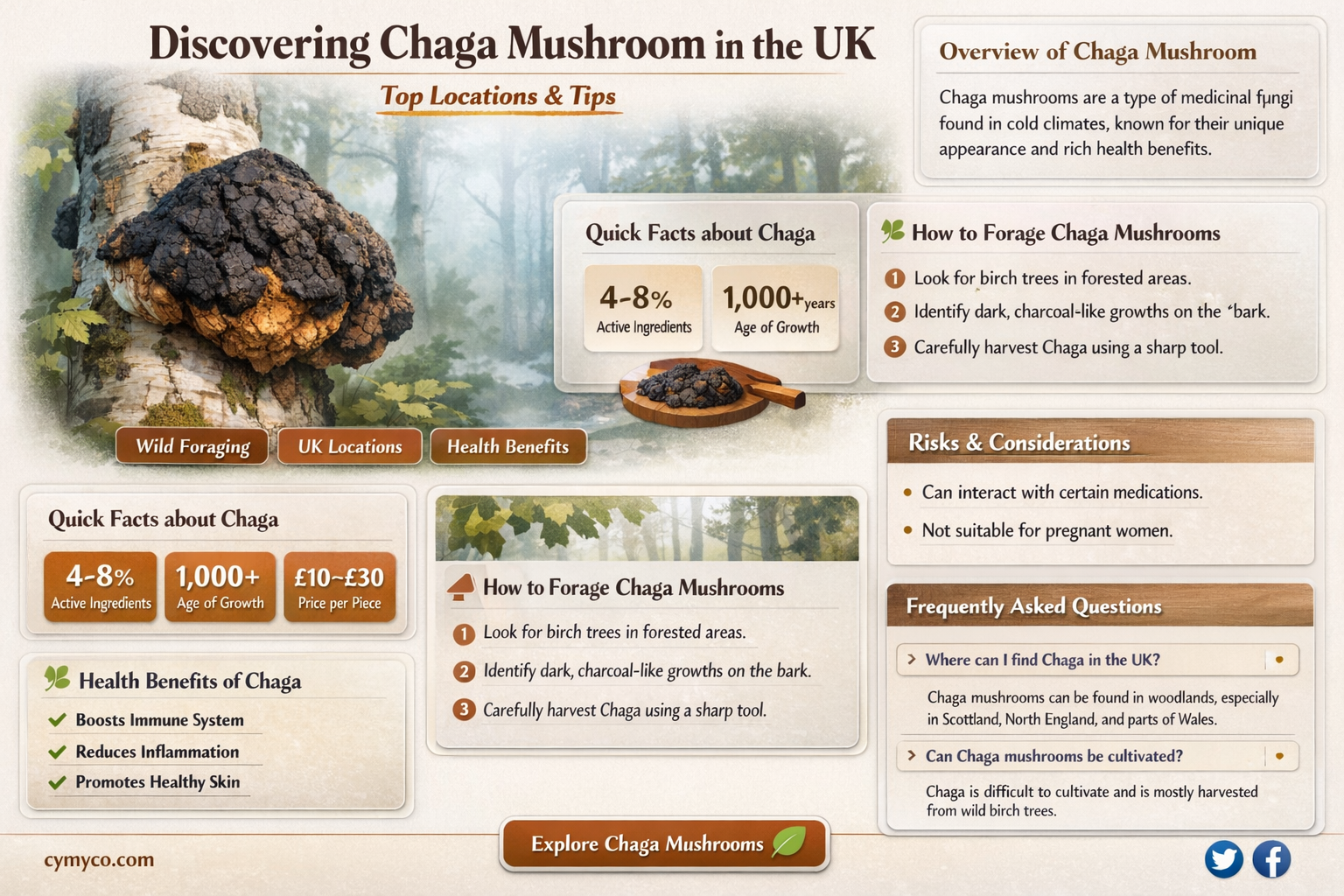 where to find chaga mushroom uk