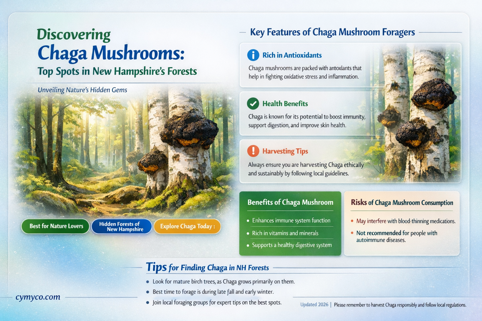 where to find chaga mushrooms in nh