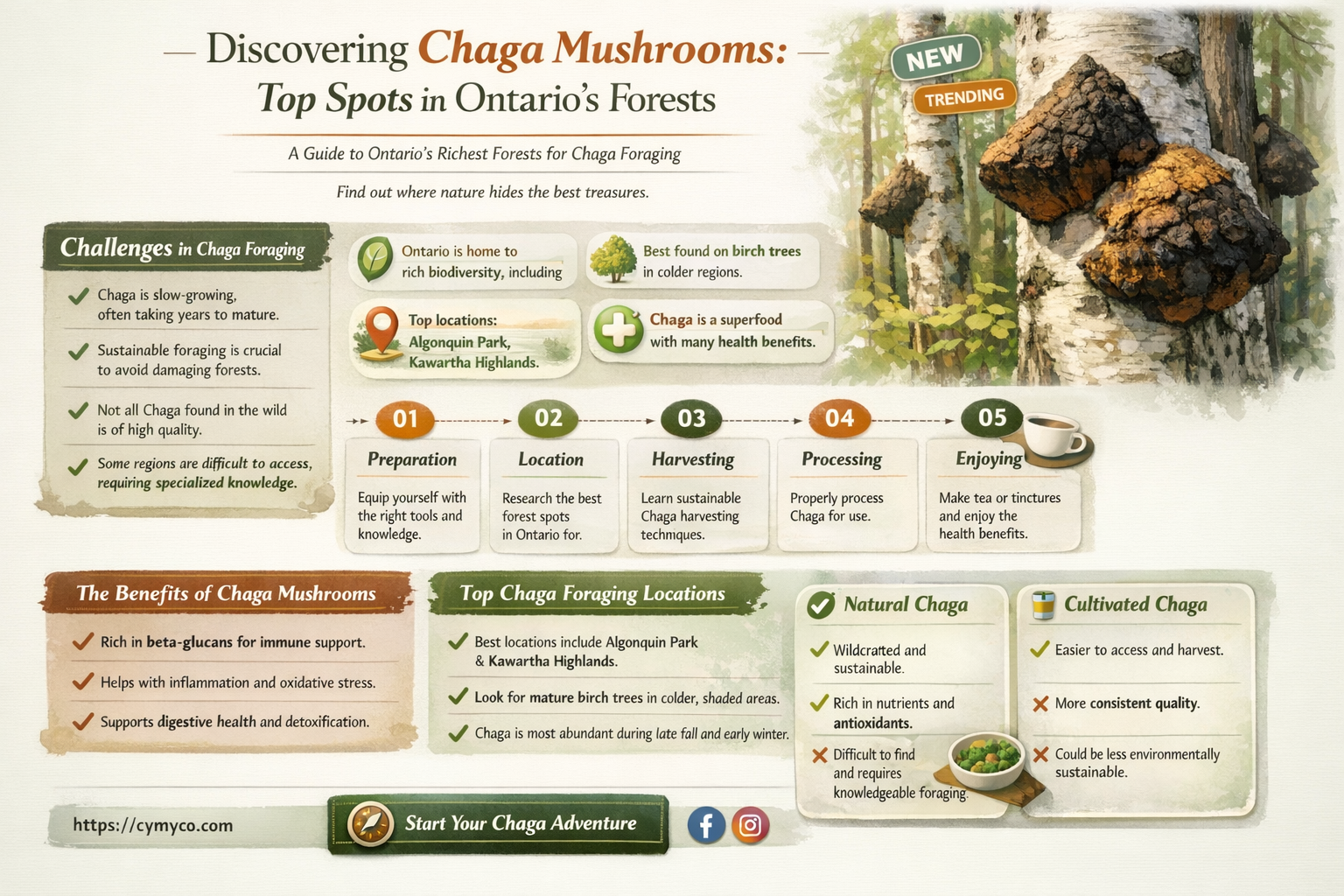 where to find chaga mushroom in ontario