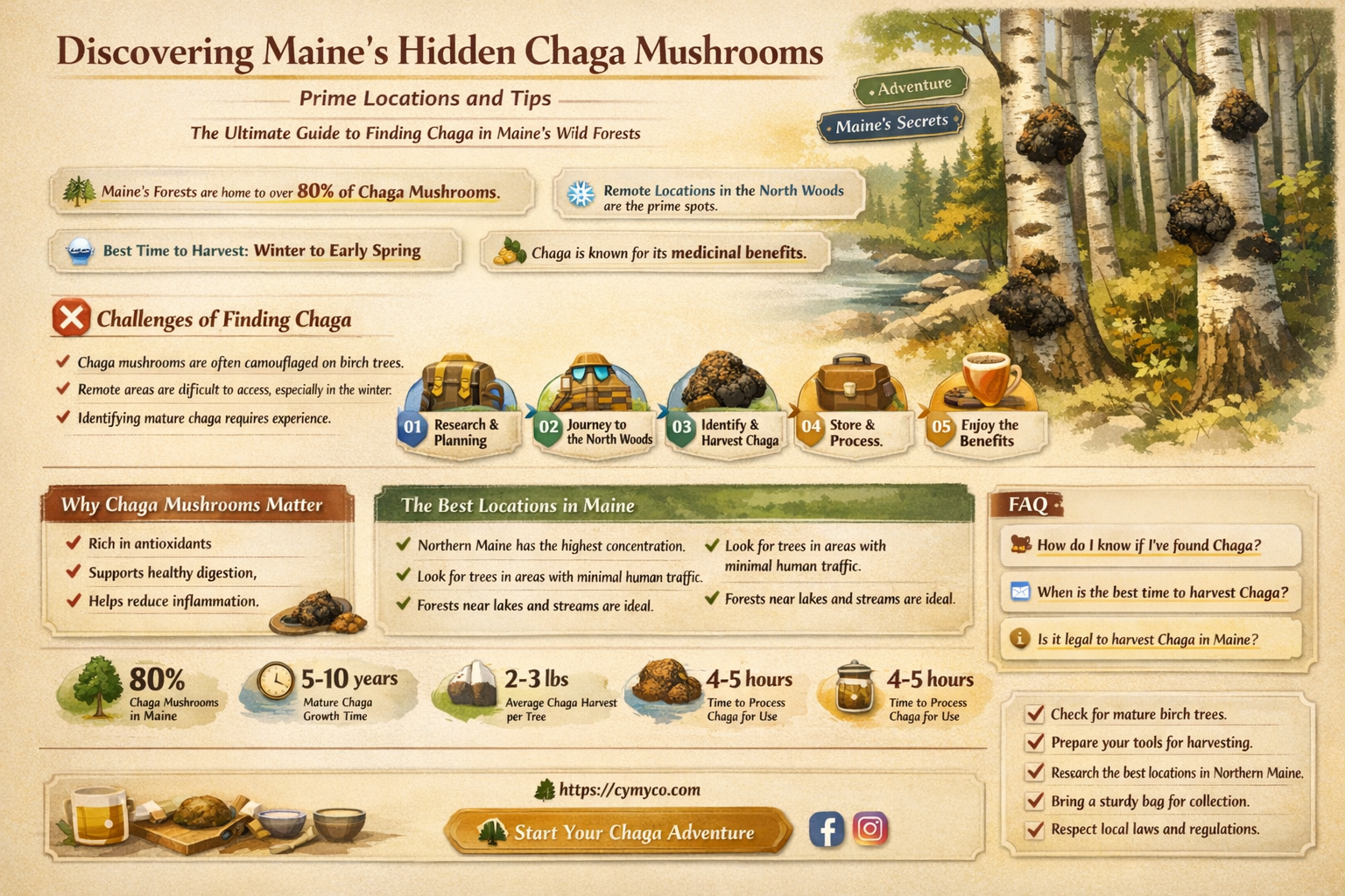 where to find chaga mushrooms in maine