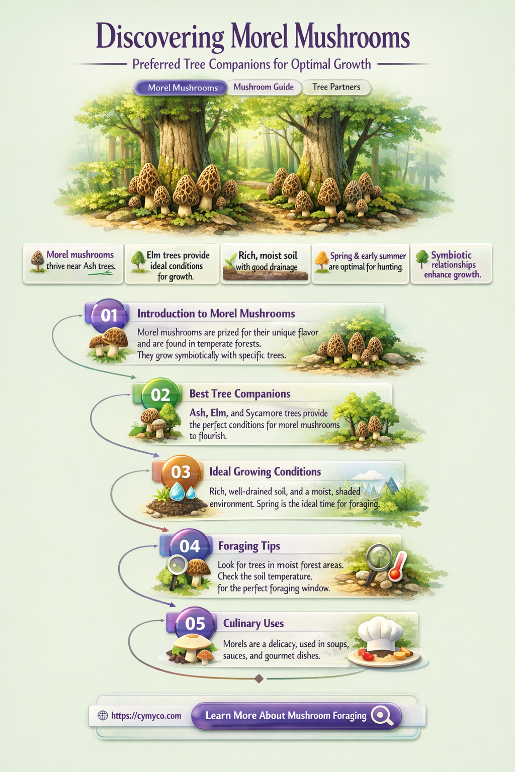 what trees do morels grow by