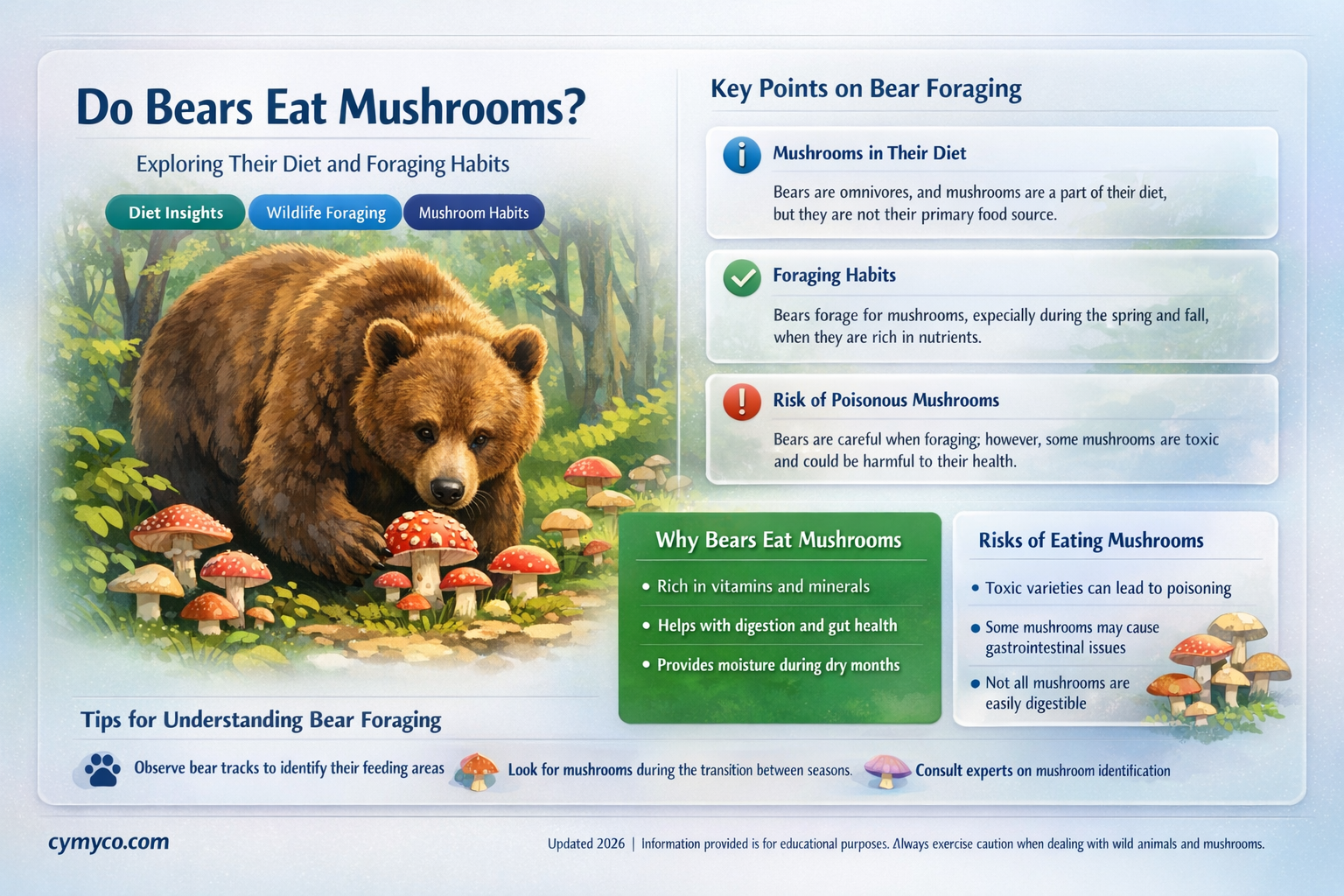do bears eat mushrooms