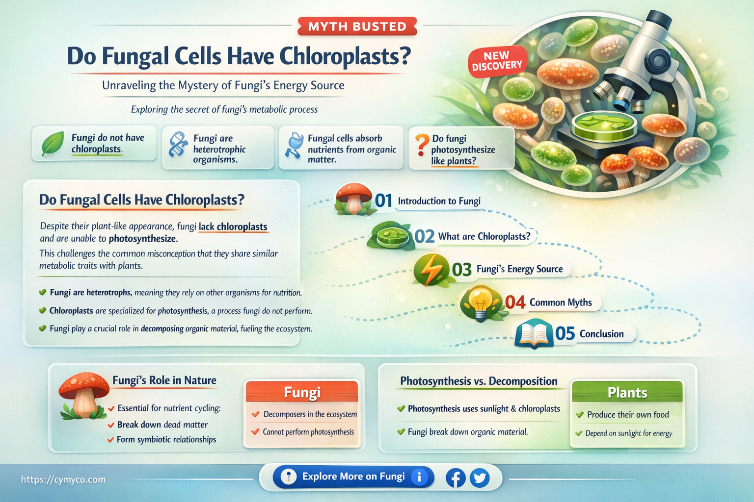 do fungal cells have chloroplasts