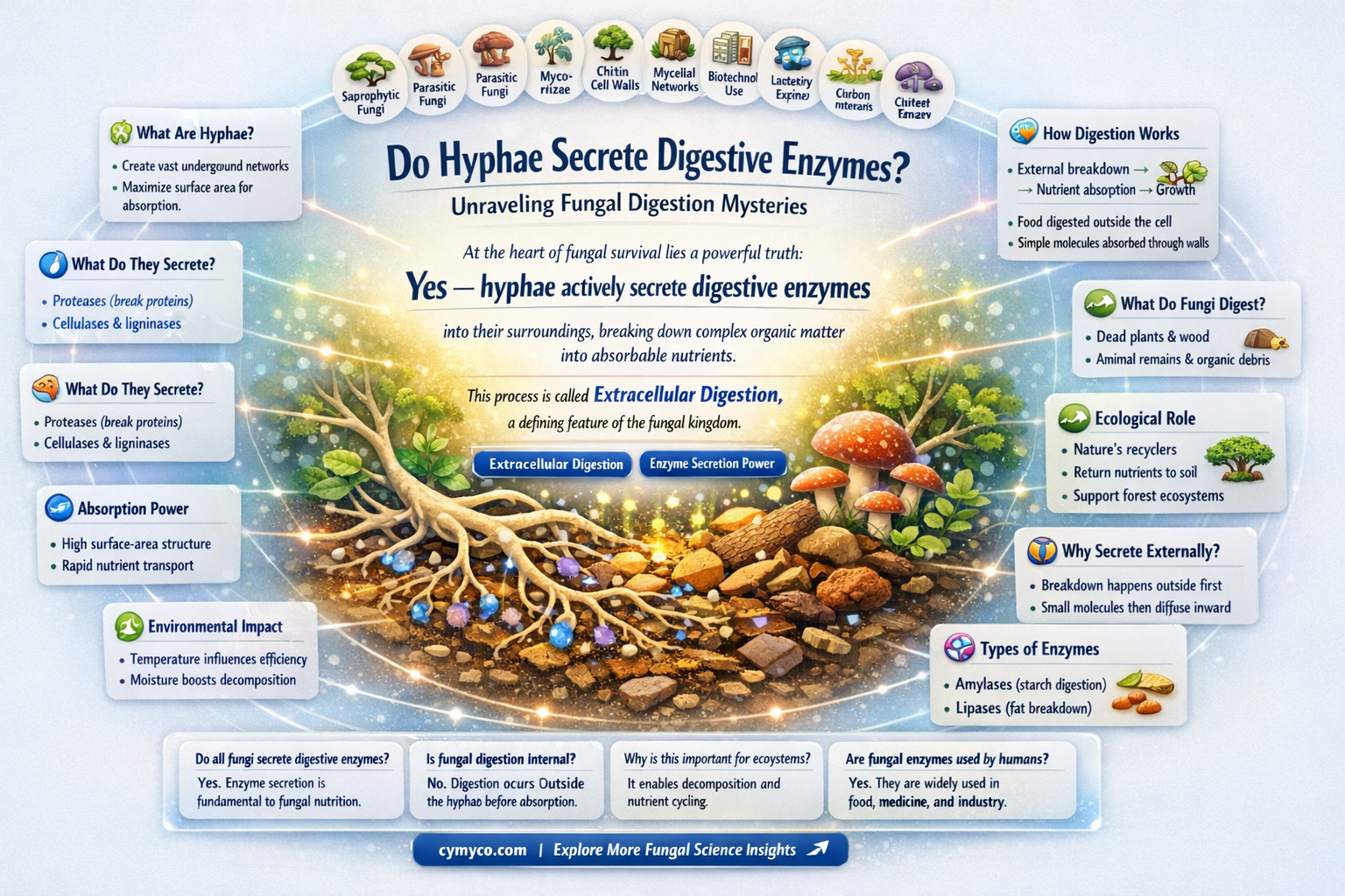 are digestive enzymes secreted by hyphae