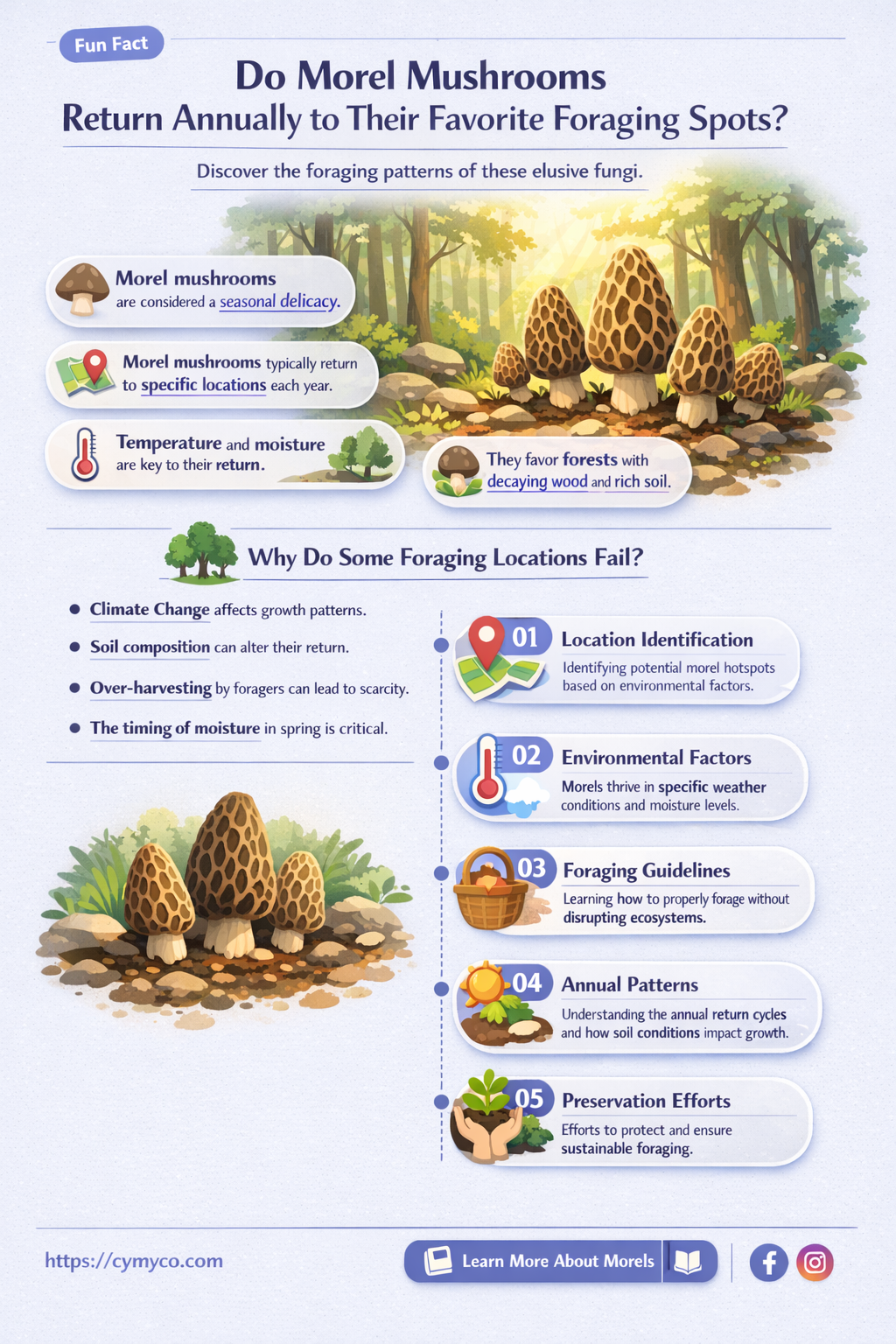 do morel mushrooms grow in the same spot every year
