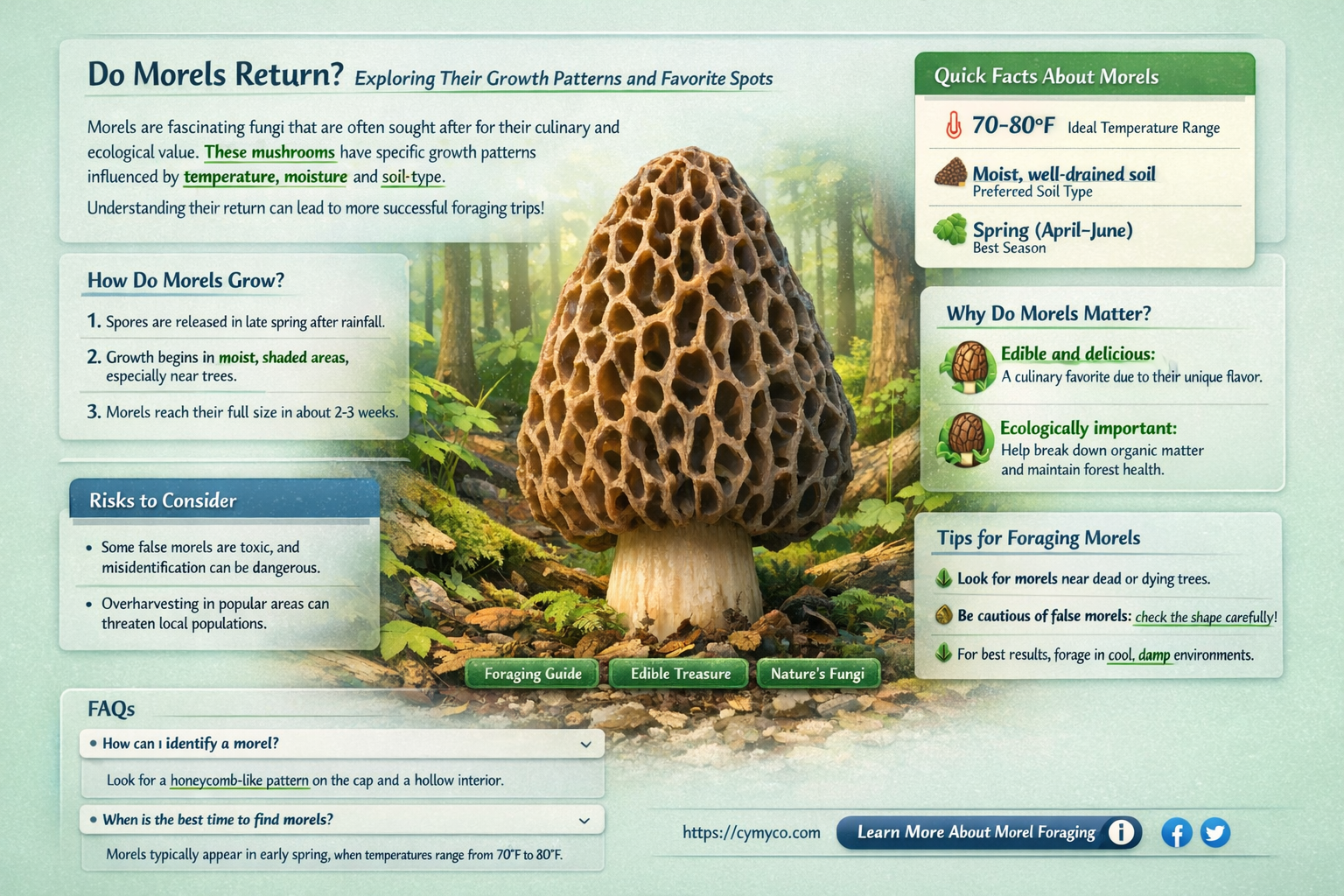 will morels grow back in the same spot
