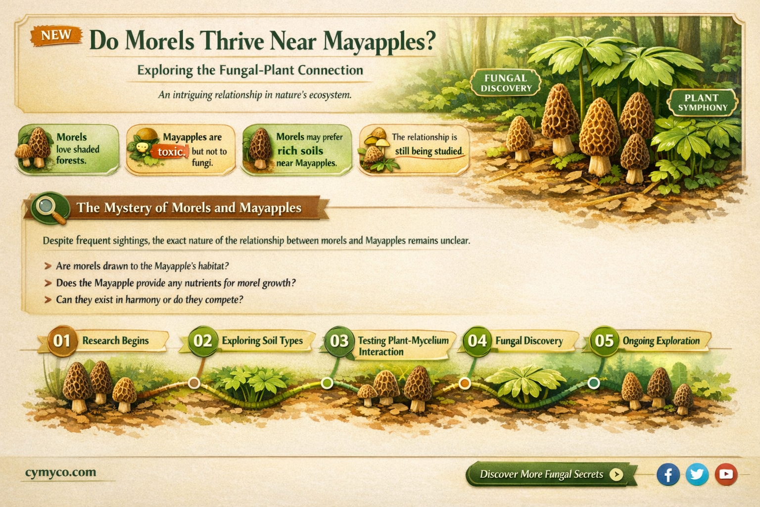 do morels grow near mayapples