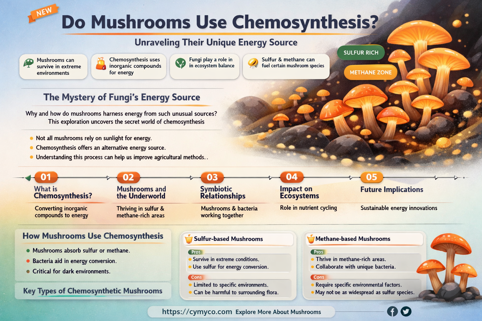 do mushrooms use chemosynthesis