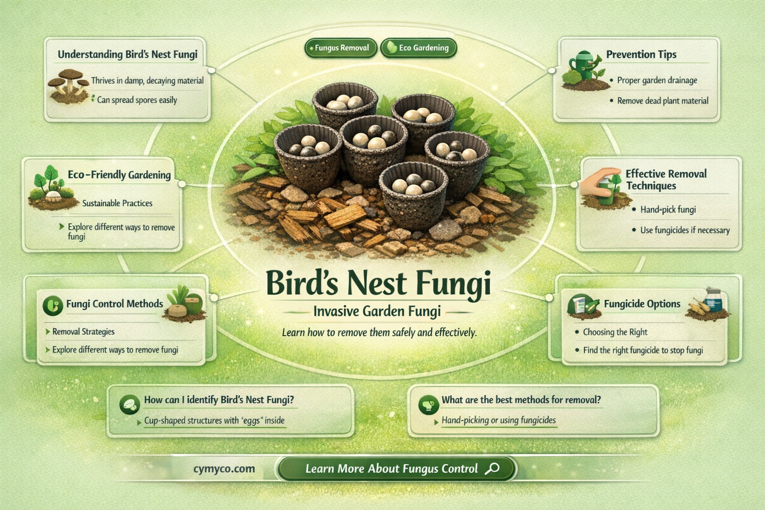 how to get rid of birds nest fungi