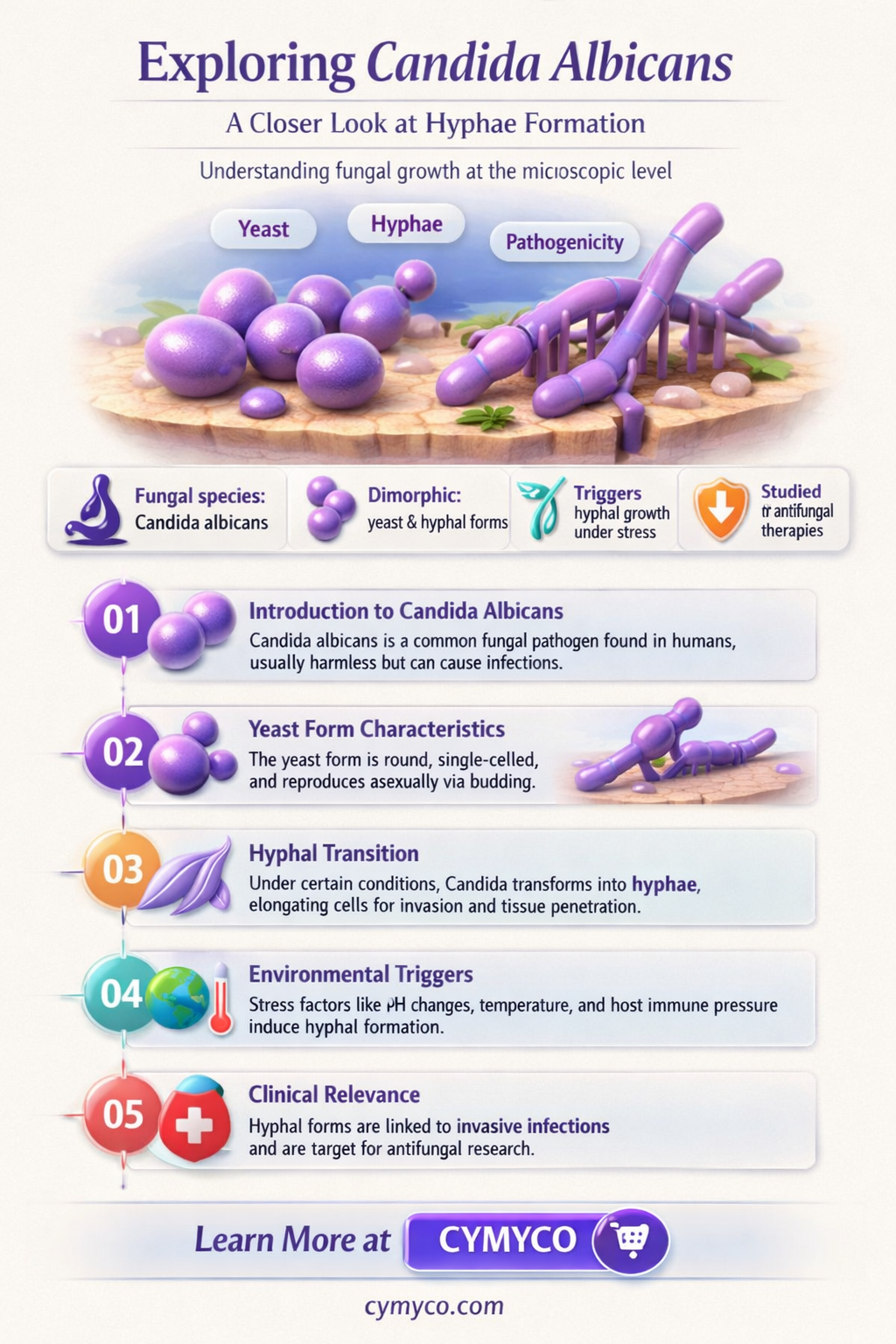 do you see hyphae with candida albicnas