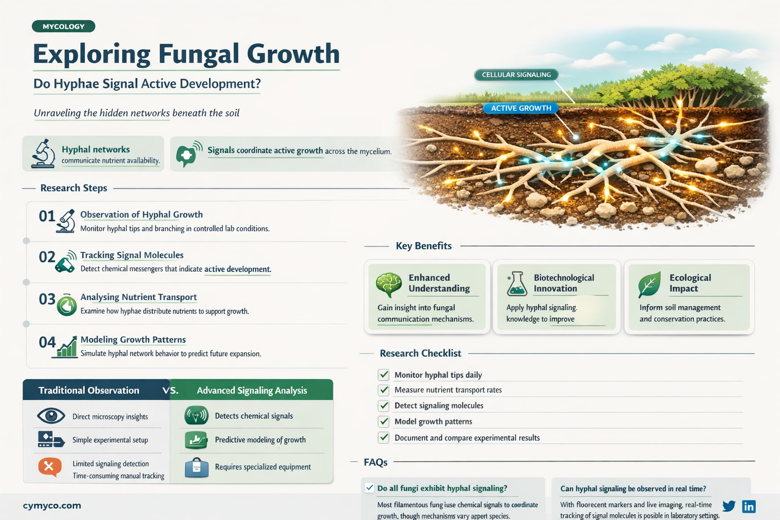 does the presence of hyphae indicate current growth