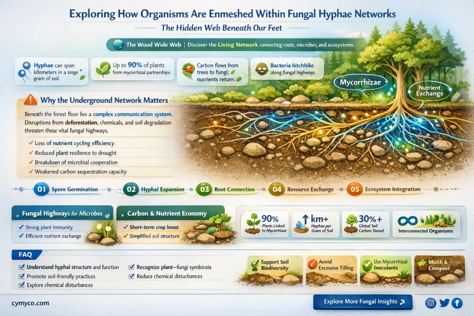 are enmeshed within the hyphae of the fungus