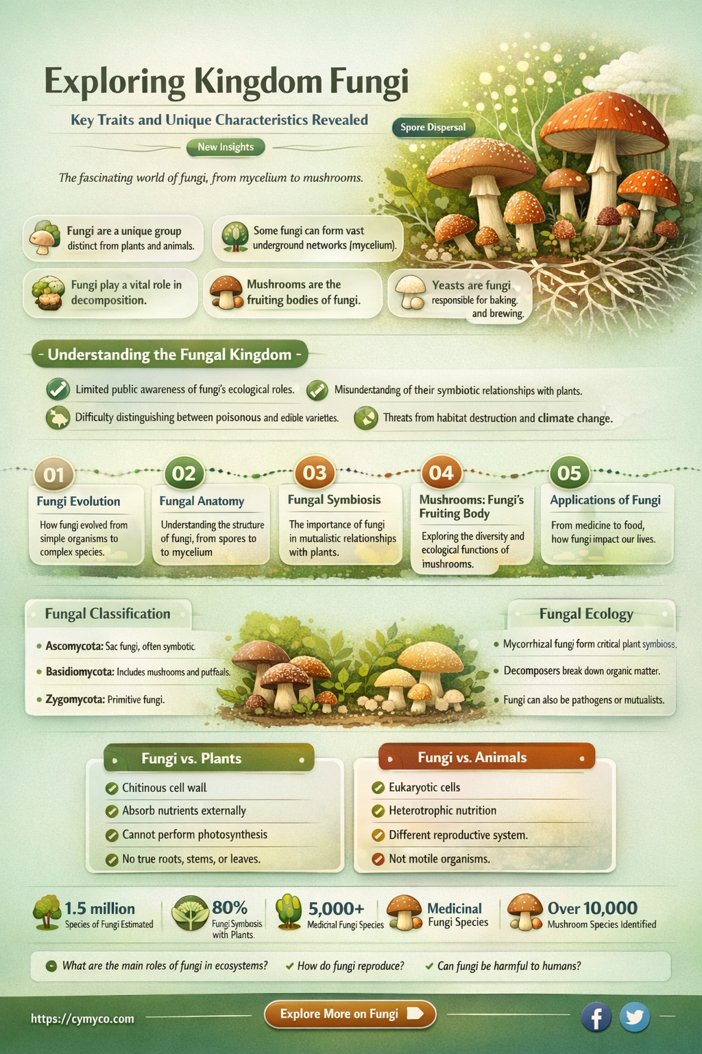 what are the characteristics of kingdom fungi